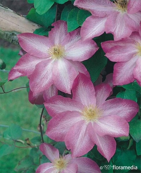 Clematis 'Asao'