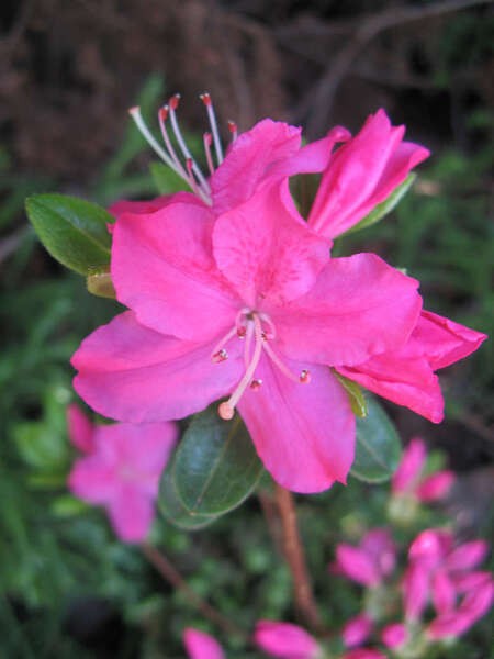 Rhododendron (Jap.)'Kermesina'