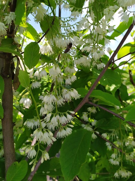 Pterostyrax hispida
