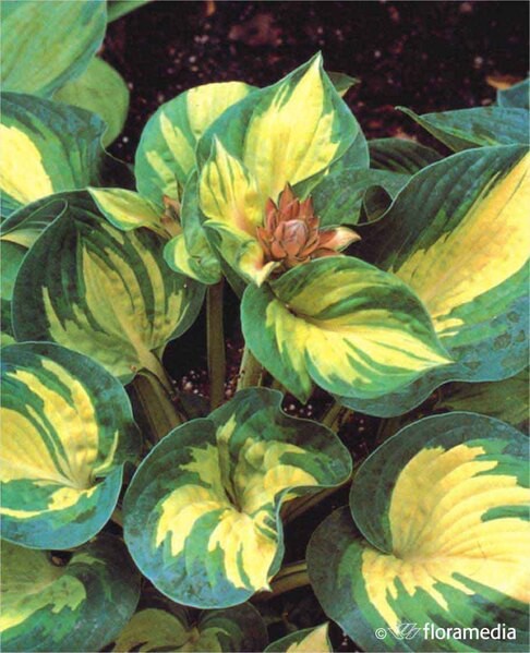 Hosta hybrida 'Great Expectations'