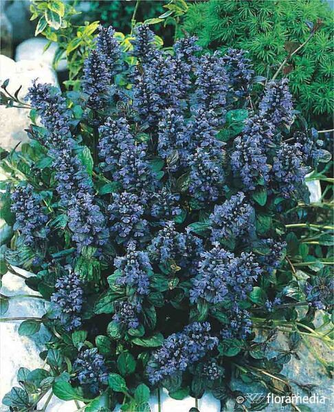 Ajuga reptans