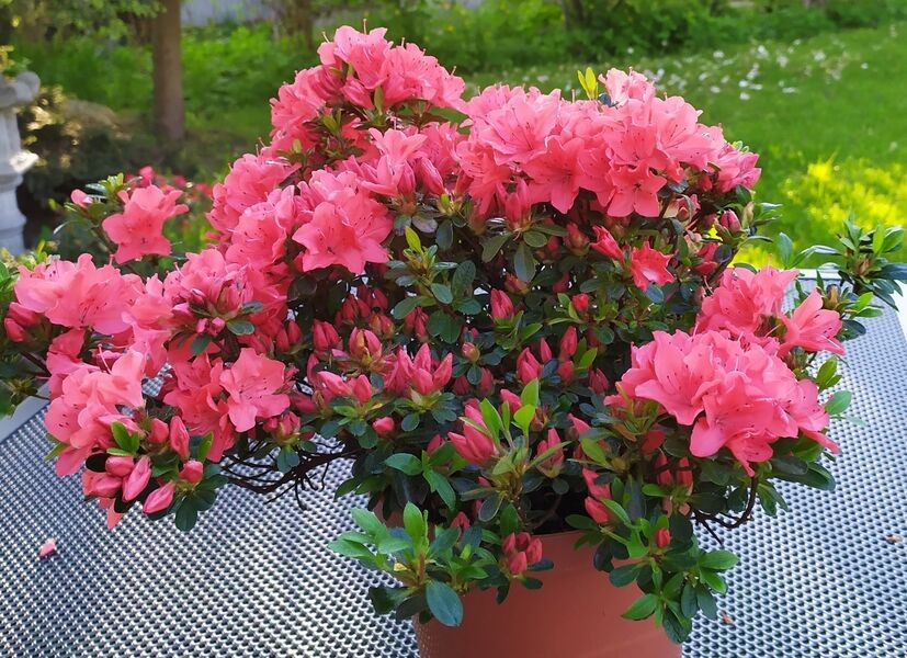 Rhododendron (Jap.) 'Lidia'