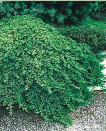 Juniperus procumbens 'Nana'