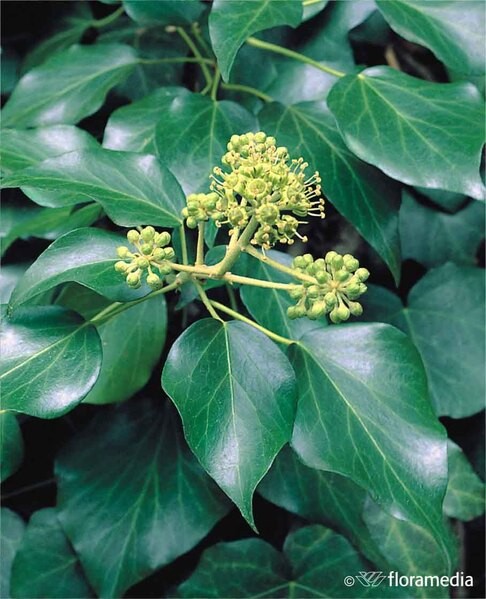 Hedera helix