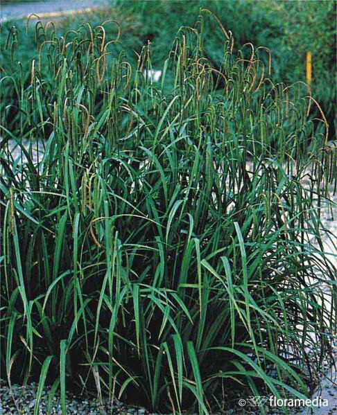 Carex oshimensis 'Evergold'