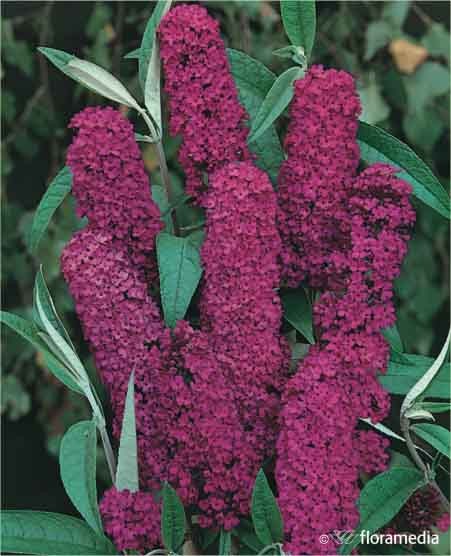 Buddleja davidii 'Royal Red'