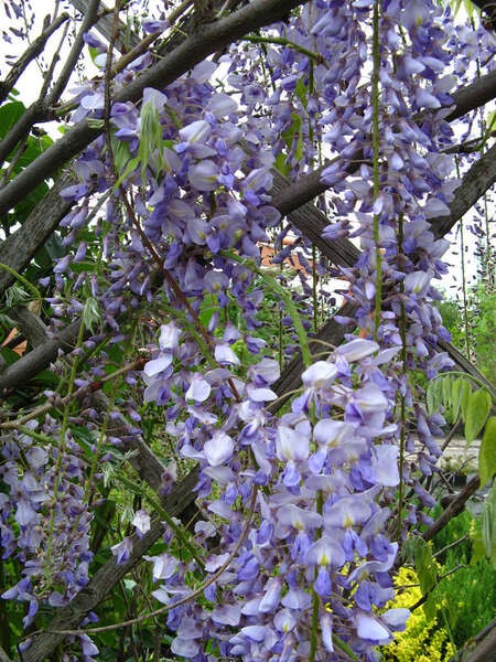 Wisteria floribunda