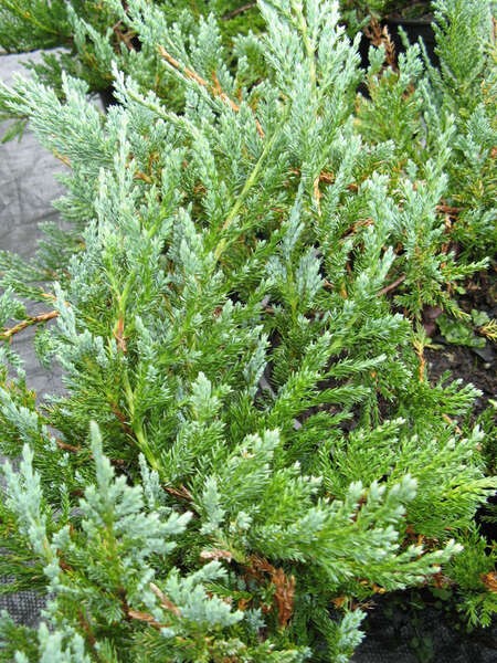 Juniperus horizontalis 'Blue Chip'