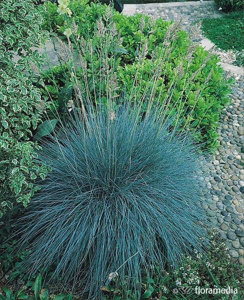 Festuca glauca