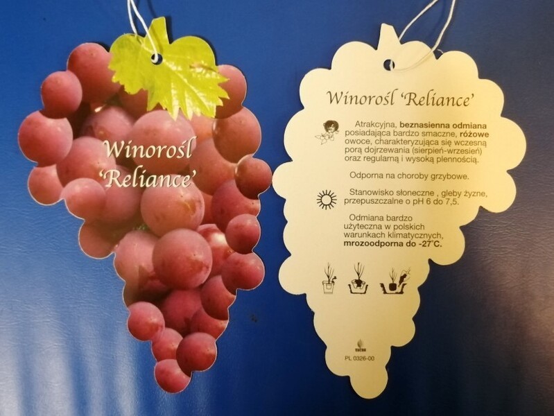 Vitis 'Reliance'