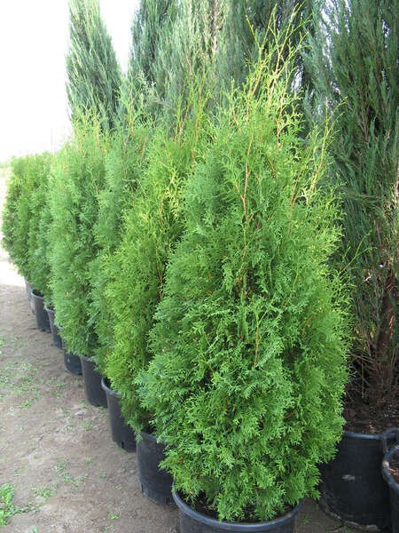 Thuja occidentalis 'Brabant'