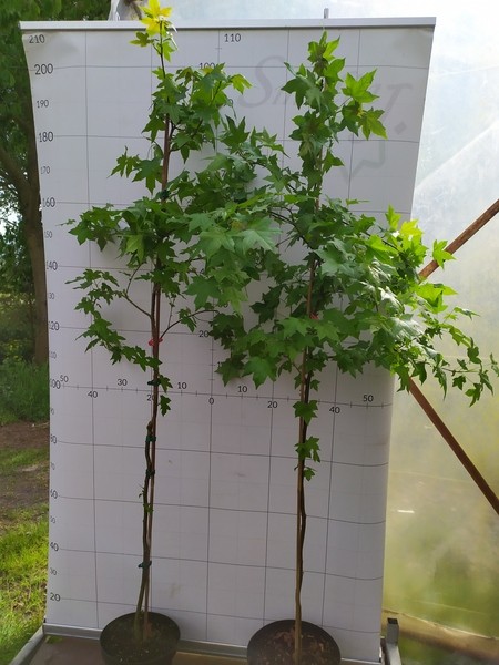 Liquidambar styraciflua