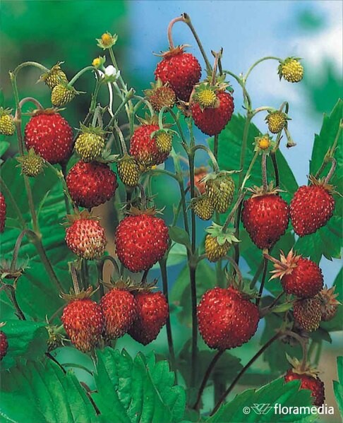Fragaria vesca 'Regina'