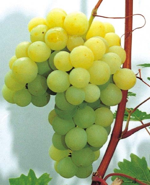 Vitis 'Iza Zaliwska'