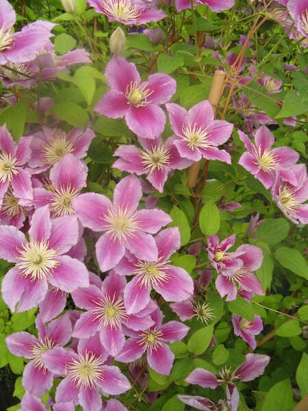 Clematis 'Piilu'