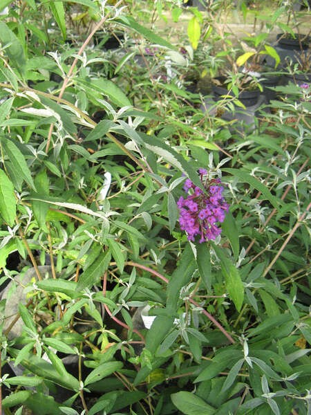 Buddleja davidii 'Nanho Purple'