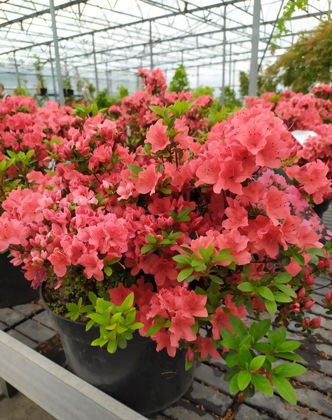 Rhododendron 'Lidia'