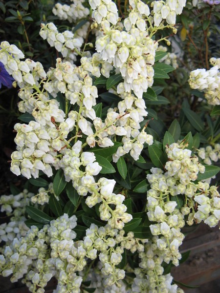 Pieris japonica 'Debutante'