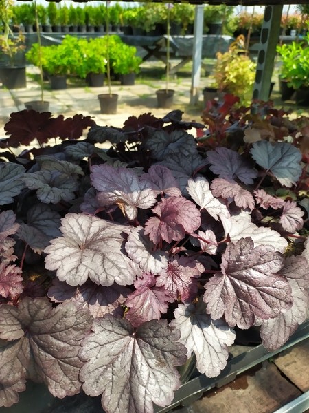 Heuchera 'Shanghai'