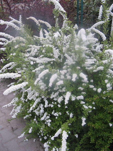 Spiraea ×cinerea 'Grefsheim'