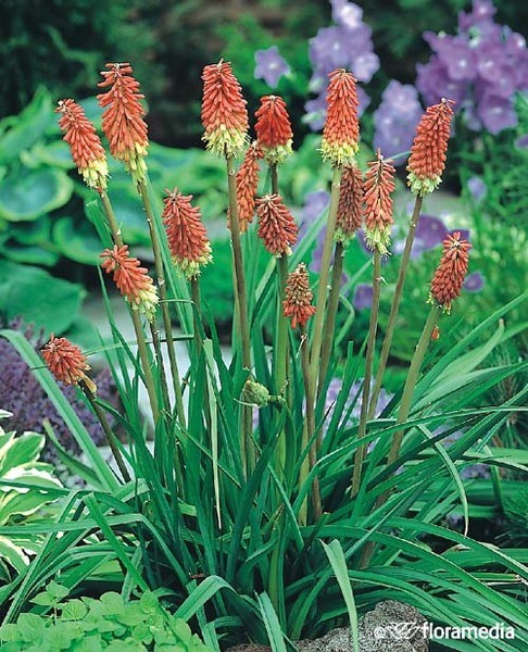 Kniphofia uvaria 'Grandiflora' 