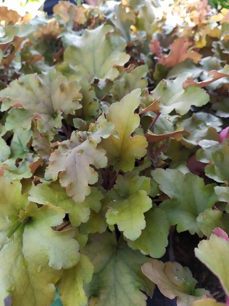 Heuchera x hybrida Marmalade