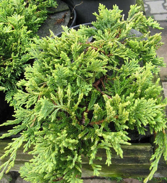 Juniperus horizontalis 'Golden Carpet'