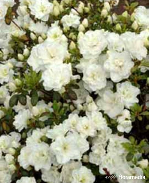 Rhododendron SCHNEEPERLE 'Hachschnee'