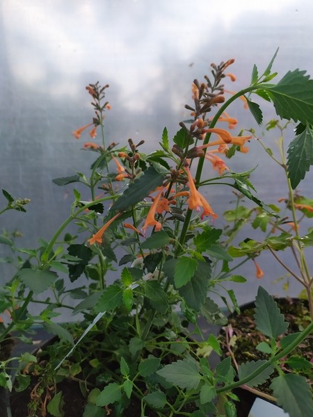 Agastache hybrida Kudos Mandarin