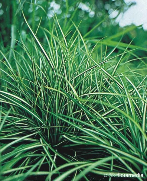 Carex ornitopoda 'Variegata'