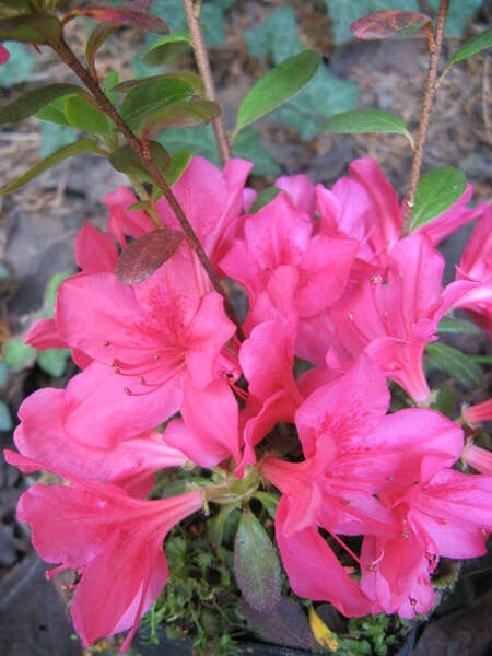 Rhododendron 'Gislinde'