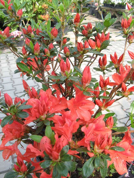 Rhododendron JULIETTE 'Hachjuli'