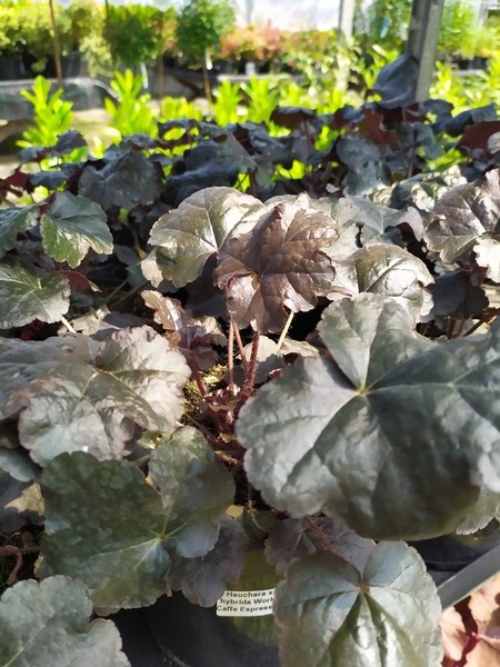 Heuchera x hybrida World Caffe Espresso
