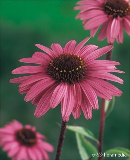 Echinacea purpurea