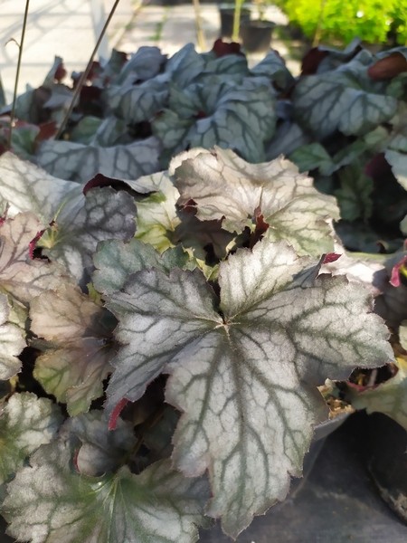 Heuchera x hybrida Rex Silver