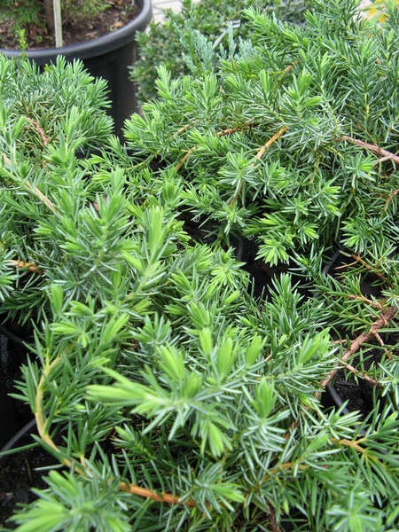 Juniperus conferta 'Blue Pacific'