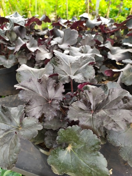 Heuchera x hybrida Black Pearl 