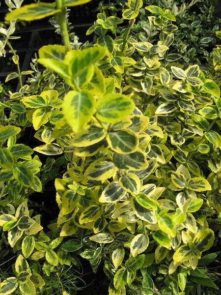 Euonymus fortunei 'Emerald`n`Gold'
