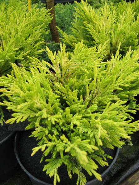 Juniperus horizontalis 'Limeglow'