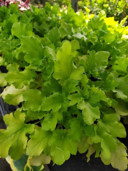 Heuchera x hybrida Lime Marmalade 