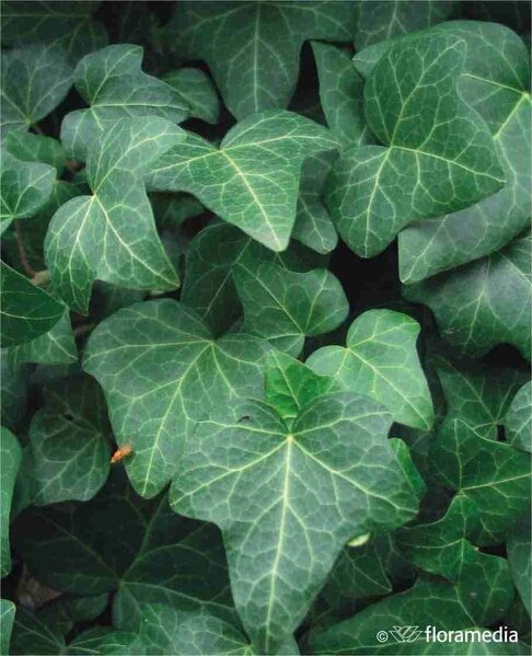 Hedera colchica 'Sulphur Heart'