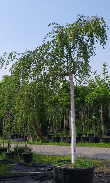 Betula pendula 'Youngii'