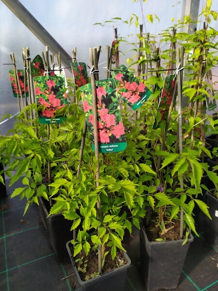 Campsis radicans 'Gabor'