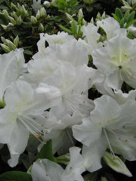Rhododendron 'Kermesina Alba'
