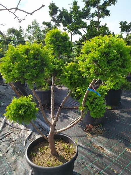 Taxus media