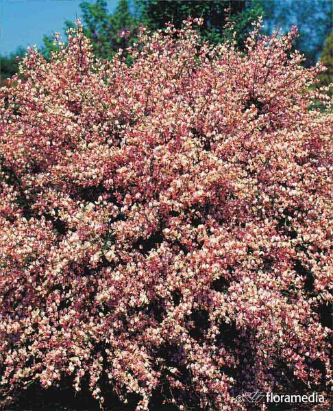Cytisus 'Zeelandia'