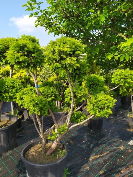 Taxus media