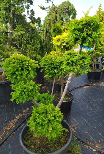 Taxus media