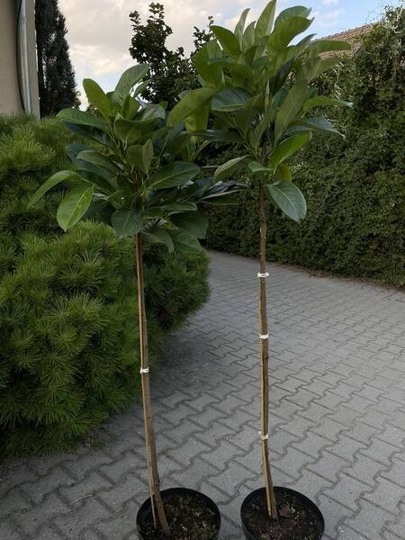 Prunus laurocerasus