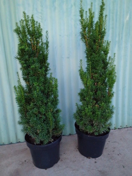 Taxus ×media 'Hicksii'